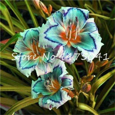 Kasuki Hot 150 Pcs Fresh Hemerocallis Middendorffii Daylily Bonsai Perennial Flower Daylilies Flower Plant Day Lily Light Up Your Garde - (Color: 7)