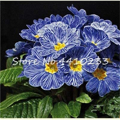 Kasuki 100 Pcs Fresh Evening Primrose Bonsai Seedlings Perennial Beautiful Europe Primula Flower Indoor Balcony Bonsai Plant for Garden - (Color: g)