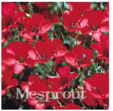 50PCS/Lot New Arrival!Imported Bonsai,Linum Grandiflorum Bonsai Plant DIY Home Garden Flower Bonsai - (Color: Red)
