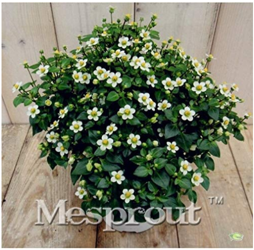 100pcs Rare Exacum Affine Bonsai Summer Skies Exacum Affine Flower Bonsai Hardy Plant Bonsai Potted Plant - (Color: 1)