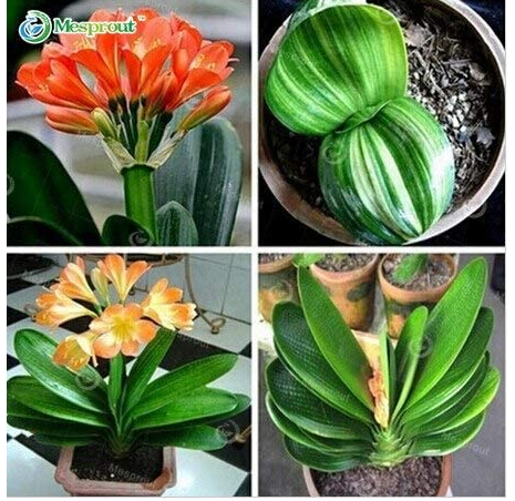 Clivia Bonsai,Cheap Clivia Potted,Bonsai Balcony Flower for Home&Garden 100 Piece/Pack Bonsai