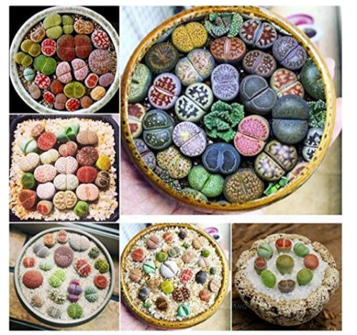 100 Pcs Beauty Mixed Mini Lithops Bonsai Plants Cactus Bonsai Plants Organic Garden Succulent Bonsai Balcony Flower Planting - (Color: Red)