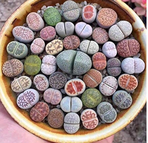 100 Pcs Beauty Mixed Mini Lithops Bonsai Plants Cactus Bonsai Plants Organic Garden Succulent Bonsai Balcony Flower Planting