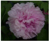 10cs 'Paeonia suffruticosa Andr' Tree Peony Bonsai,Rare Beautiful Garden Flower Mix Color - (Color: 7)