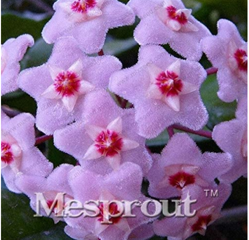 Hoya Carnosa Bonsai, Hoya Fleshy Flower Bonsai Garden Plants, Perennial Planting 100 Bonsai Houseplants