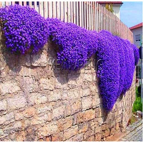 Genuine!Creeping Thyme Bonsai or Blue Rock CRESS Plant - Perennial Ground Cover Flower,Natural Growth for Home Garden,100flores - (Color: 1)