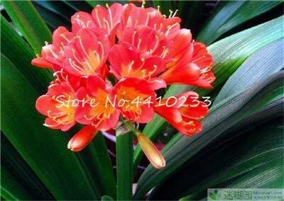Kasuki Bonsai 100 Pcs Mixed Clivia Rare Rainbow Clivia Flower Potted Plants Dedicated Windowsill Perennial Flower DIY Home Garden Plant - (Color: q)