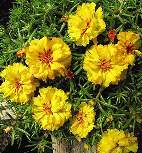 100 Pcs Mixed Color Moss-Rose Purslane Double Flower Bonsai for Planting (Portulaca Grandiflora) Heat Tolerant Easy Growing - (Color: 2)