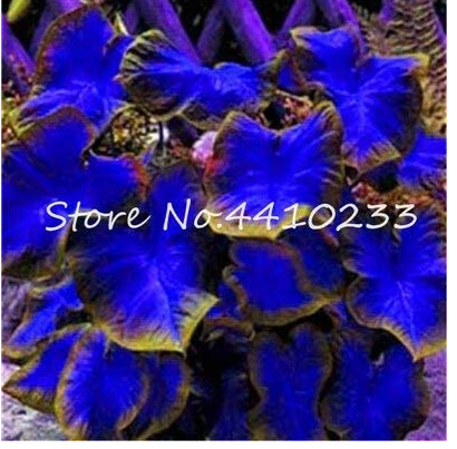200 Pcs Colorful Caladium Dwarf Bonsai Plant Burnt Rose Elephant Ear Beautiful Bonsai Flower Potted Plants for Home Garden - (Color: f)