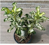 100% True Thailand Rare grafted Desert Rose Variegated Leaves Siam Potted Home Garden Flowers Bonsai Plants Adenium Obesum 1 PCS