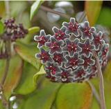 Kasuki 20Pcs/Pack Hoya Seeds Potted Seed Hoya Carnosa Flower Seed Garden Plants - (Color: 03)