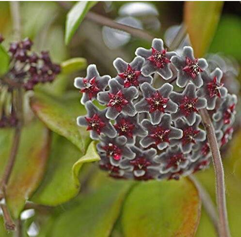 Kasuki 20Pcs/Pack Hoya Seeds Potted Seed Hoya Carnosa Flower Seed Garden Plants - (Color: 03)
