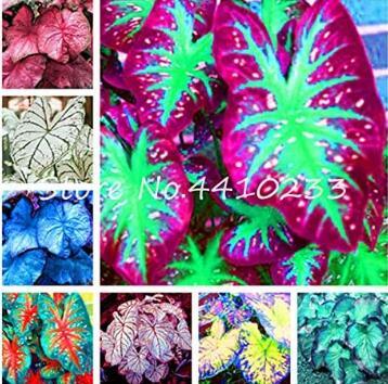 Bonsai 100 Pcs Multicolor Caladium Bonsai Caladium Bicolor Bright Leaf Flower Indoor Plants Bonsai Colocasia Pot Plant for Home