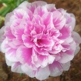 100 Pcs Mixed Color Moss-Rose Purslane Double Flower Bonsai for Planting (Portulaca Grandiflora) Heat Tolerant Easy Growing - (Color: 6)