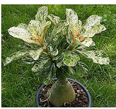 100% True Desert Rose Scarce Grafted Variegated Leaves Petals Potted Home Garden Flowers Bonsai Plants Adenium Obesum 1 PCS