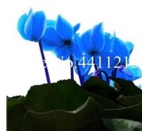 100 pcs Cyclamen Flower,Beautiful Seed Flower Flores for Home Garden Plant Pot Natural Growth Cyclamen plantas DIY Home Garden - (Color: 6)