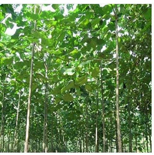 500pcs Paulownia elongata New Forest Tree, Fast Growing Tree - - DIY Home Garden