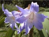 Hippeastrum Bulbs Seeed Amaryllis Barbados Lily DIY Home Garden Lily Potted Seeed Balcony Flower 100 pcs/Bag