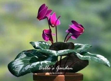 50PCS Purplish Red Cyclamen Flower Seeds Perennial Flowering Bonsai Plants