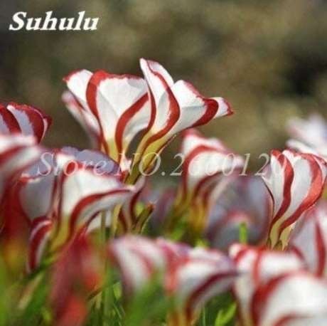 100PCS Rainbow Oxalis Wood Sorrel Flower Seeds Hydrid F1