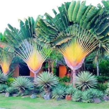 10PCS Traveller's-tree Seeds Ravenala madagascariensis Tropical Ornamental