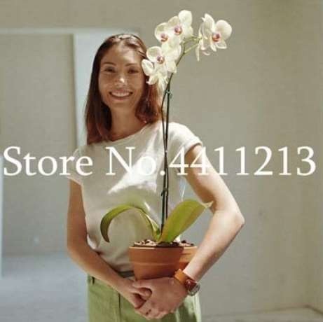 100PCS Orchid Seeds White Double Flowers with Deep Red Tongue Home Indoor Bonsai Plant