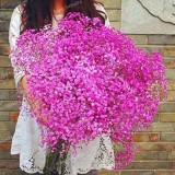 400PCS Pink Gypsophila Paniculata Seeds Baby's Breath Graceful Flowers