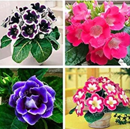 100pcs Rare Colorful Flower Mini Gloxinia Flores Perennial Flowering Plants Sinningia Speciosa Mini Bonsai Plant for Home Garden - (Color: Mix)