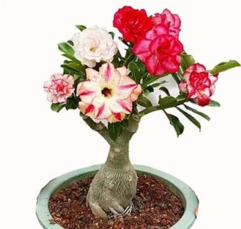 5PCS Adenium Seeds 5-in-1 Colors on the Tree Desert Rose Flowers Seeds