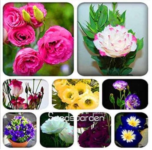 100PCS Eustoma Bonsai Seeds Mixed Colors Bonsai Perennial Flowering Plants