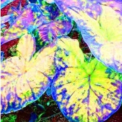 100PCS Thailand Caladium Seeds Burnt Rose Elephant Ear Flower Yellow-Blue-Pink Triple Colors