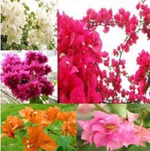 10PCS Mixed Bougainvillea Seeds Perennial White Dark Red Red Orange Pink Flowers