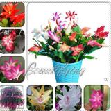 200PCS MIXED Zygocactus Truncatus Seeds
