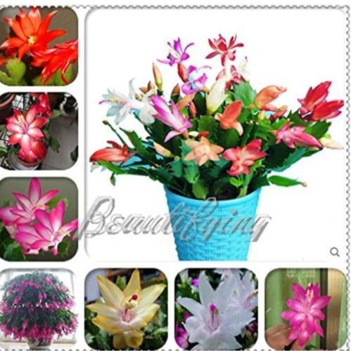 200PCS MIXED Zygocactus Truncatus Seeds