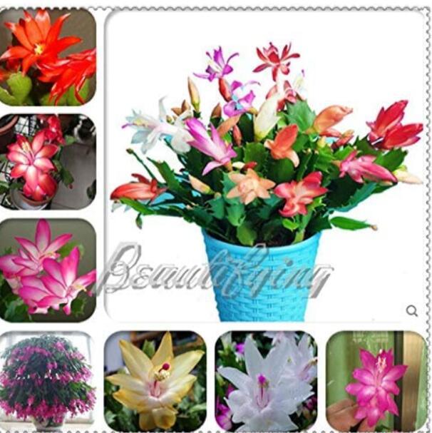 200PCS MIXED Zygocactus Truncatus Seeds