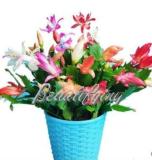 200PCS Rainbow Zygocactus Truncatus Seeds