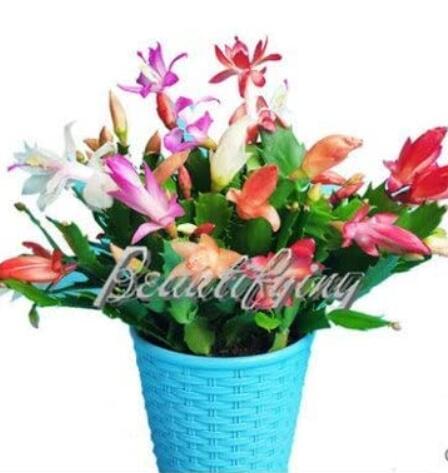 200PCS Rainbow Zygocactus Truncatus Seeds
