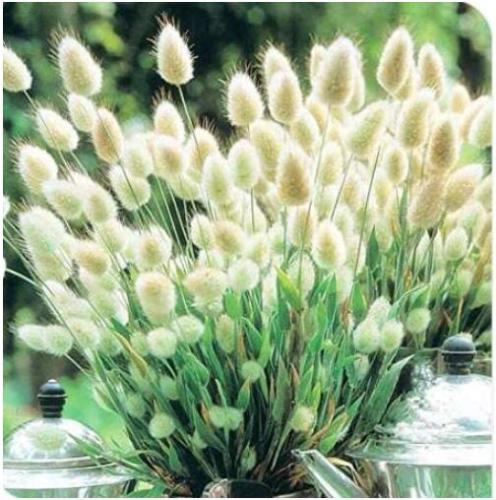 20PCS Bunny Tails Lagurus Ovatus Seeds Spring Ornamental Grasses