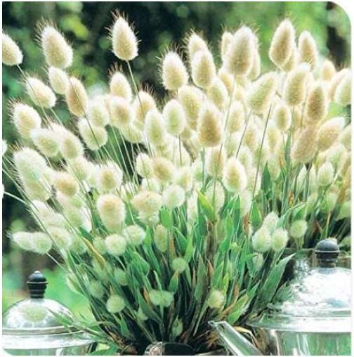 20PCS Bunny Tails Lagurus Ovatus Seeds Spring Ornamental Grasses