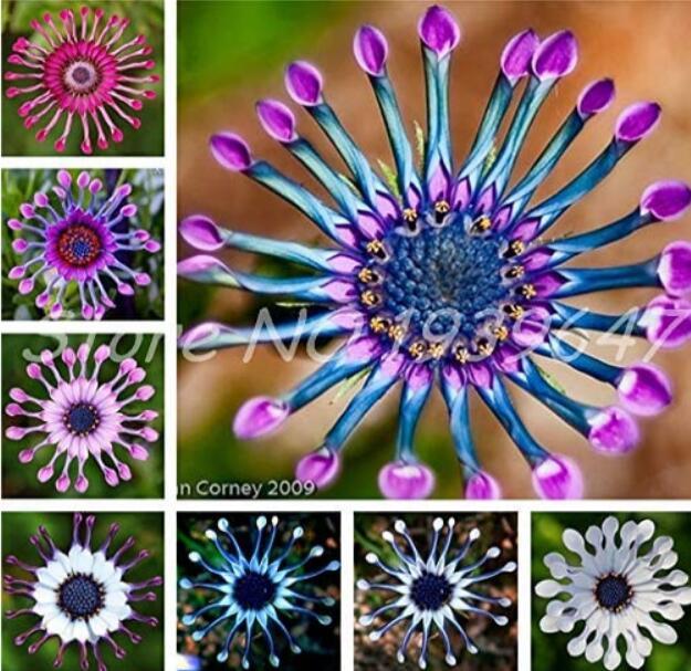 100PCS Mixed African Blue Eyed Daisy Flowers Osteospermum Bonsai Seeds