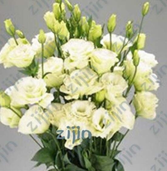 200PCS Greenish White Eustoma Grandiflorum Seeds Home Cut Flower Seeds
