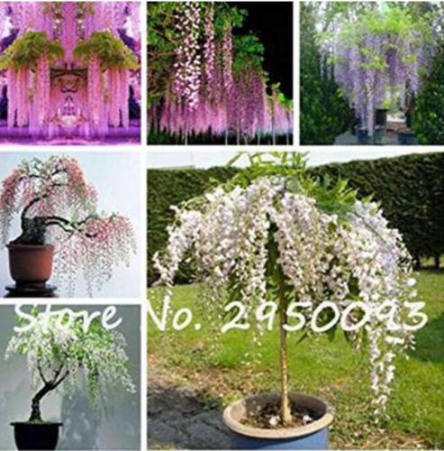 10PCS Mixed Wisteria Seeds Climbing Rattan Wisteria Flower Planting