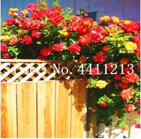 100PCS Rose Red Thailand Climbing Rose Seeds
