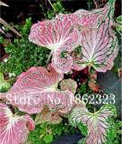 50PCS Thailand Caladium Seeds 'Tiger' Pink Greenish Ornamental Leaves
