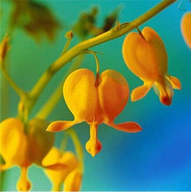 100PCS Orange Dicentra spectabilis Seeds