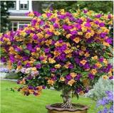 100PCS Orange Purple Bougainvillea Seeds