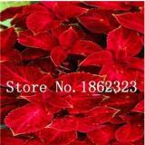200PCS Fire Red Coleus Seeds Herb Ornamental Plants