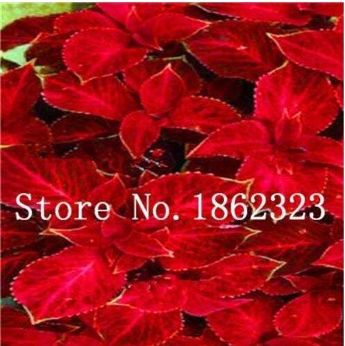 200PCS Fire Red Coleus Seeds Herb Ornamental Plants