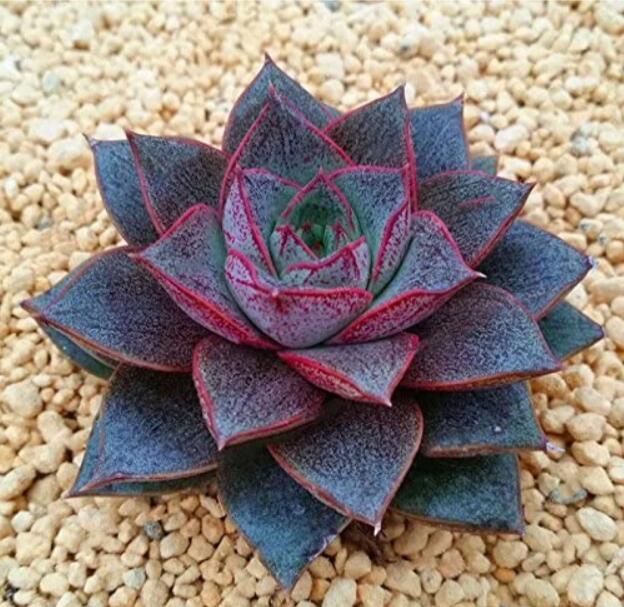 100PCS Echeveria Purpusorum Seeds