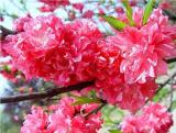 20PCS Dark Pink Azalea Seeds